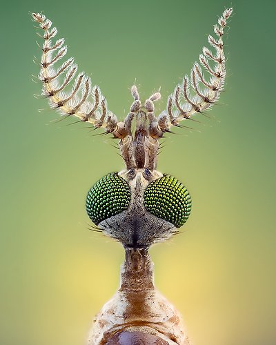 Närbild insekt